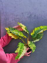 Super Rare Variegated Philodendron Caramel Marble EXACT Plant - Easy Care Indoor Plant - Stunning Collector’s Aroid - Gift Plant - US Seller