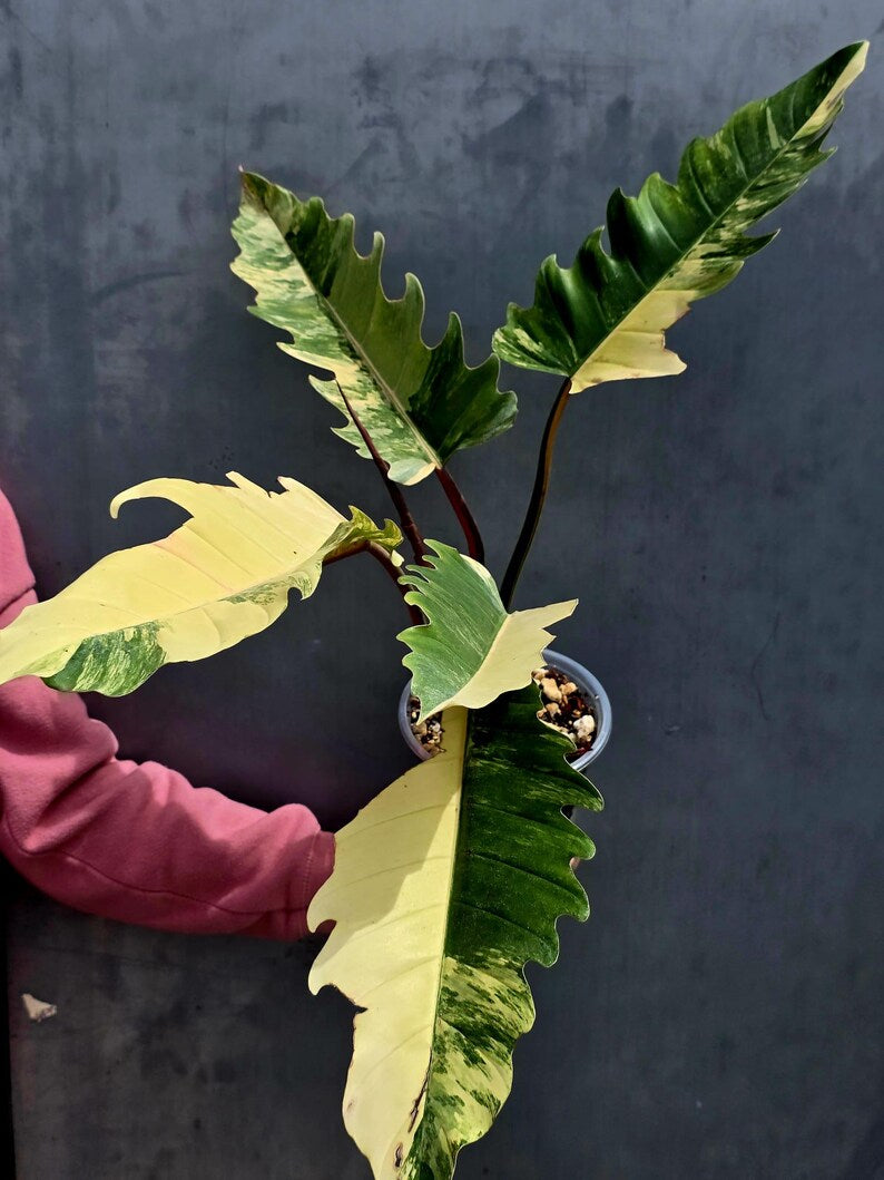 Super Rare Variegated Philodendron Caramel Marble EXACT Plant - Easy Care Indoor Plant - Stunning Collector’s Aroid - Gift Plant - US Seller