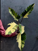 Super Rare Variegated Philodendron Caramel Marble EXACT Plant - Easy Care Indoor Plant - Stunning Collector’s Aroid - Gift Plant - US Seller
