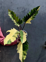 Super Rare Variegated Philodendron Caramel Marble EXACT Plant - Easy Care Indoor Plant - Stunning Collector’s Aroid - Gift Plant - US Seller