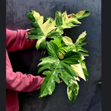 Variegated Philodendron Florida Beauty x Mayoi - Extremely Rare Collector Aroid Live Plant - Exact Same Plant - US Seller