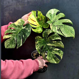 Variegated Monstera Legacy Live Plant - Extremely Rare Monstera Plant - EXACT Plant US Seller