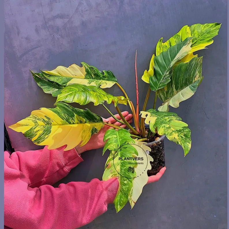 Super Rare Variegated Philodendron Caramel Marble EXACT Plant - Easy Care Indoor Plant - Stunning Collector’s Aroid - Gift Plant - US Seller
