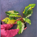 Super Rare Variegated Philodendron Caramel Marble EXACT Plant - Easy Care Indoor Plant - Stunning Collector’s Aroid - Gift Plant - US Seller