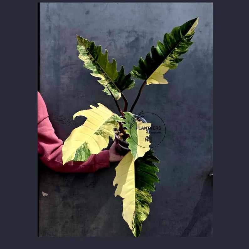 Super Rare Variegated Philodendron Caramel Marble EXACT Plant - Easy Care Indoor Plant - Stunning Collector’s Aroid - Gift Plant - US Seller