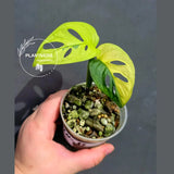 Variegated Monstera Adansonii Albo - Swiss Cheese Plant - US Seller (May-21-27)