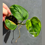 Scindapsus Jade Satin Variegated Plant - Exact Plant - US Seller (May-21-60)