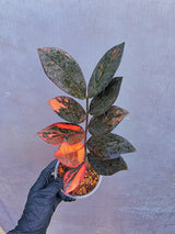 Rare Variegated Pink Raven ZZ Plant Cutting UNROOTED - Zamioculcas Zamiifolia Raven Variegata - Exotic Black & Pink Plant - US Seller