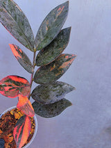 Rare Variegated Pink Raven ZZ Plant Cutting UNROOTED - Zamioculcas Zamiifolia Raven Variegata - Exotic Black & Pink Plant - US Seller