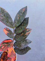 Rare Variegated Pink Raven ZZ Plant Cutting UNROOTED - Zamioculcas Zamiifolia Raven Variegata - Exotic Black & Pink Plant - US Seller