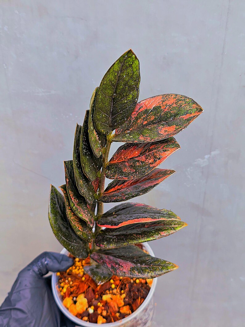 Rare Variegated Pink Raven ZZ Plant Cutting UNROOTED - Zamioculcas Zamiifolia Raven Variegata - Exotic Black & Pink Plant - US Seller
