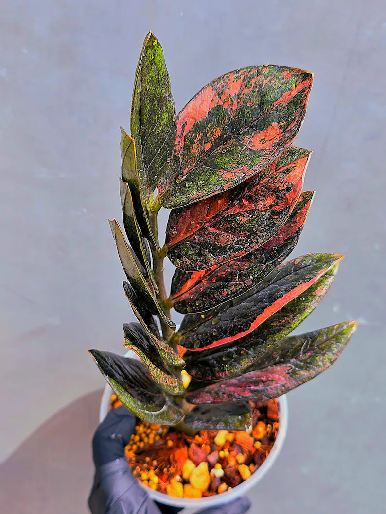 Rare Variegated Pink Raven ZZ Plant Cutting UNROOTED - Zamioculcas Zamiifolia Raven Variegata - Exotic Black & Pink Plant - US Seller