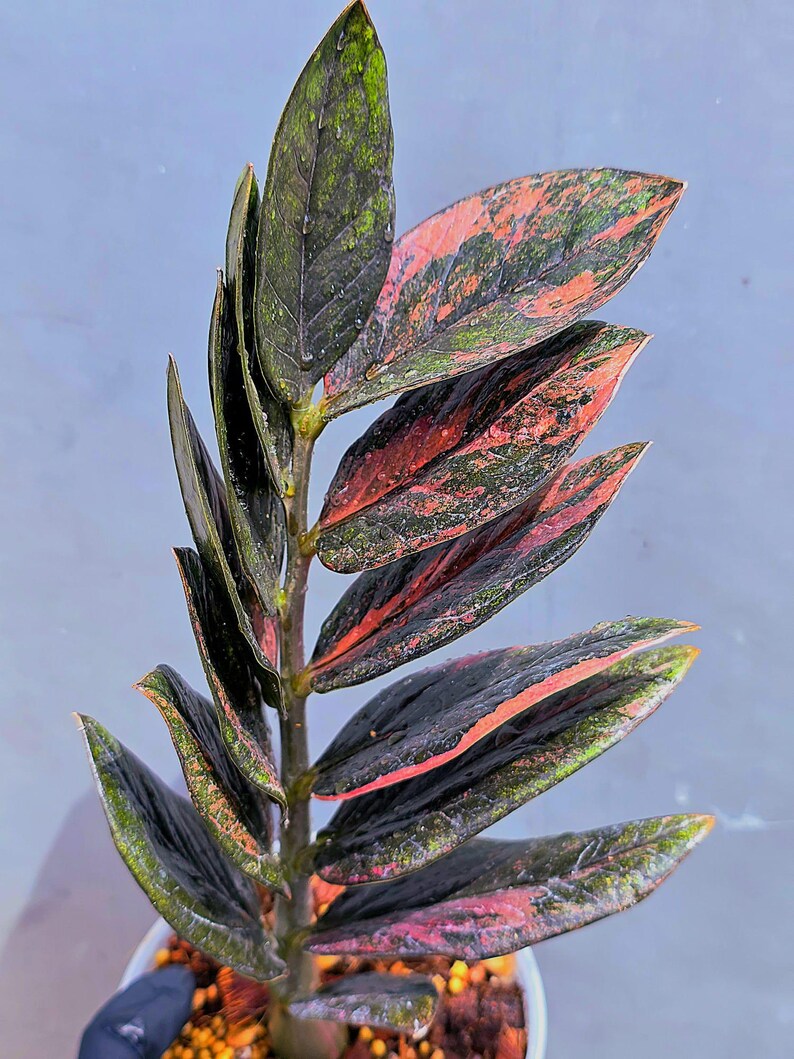 Rare Variegated Pink Raven ZZ Plant Cutting UNROOTED - Zamioculcas Zamiifolia Raven Variegata - Exotic Black & Pink Plant - US Seller