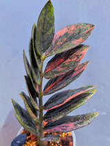 Rare Variegated Pink Raven ZZ Plant Cutting UNROOTED - Zamioculcas Zamiifolia Raven Variegata - Exotic Black & Pink Plant - US Seller