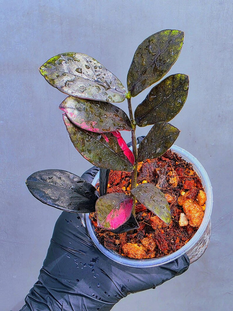 Rare Variegated Pink Raven ZZ Plant Cutting UNROOTED - Zamioculcas Zamiifolia Raven Variegata - Exotic Black & Pink Plant - US Seller