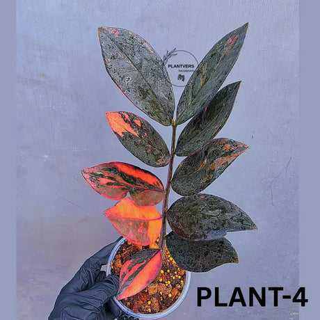 Rare Variegated Pink Raven ZZ Plant Cutting UNROOTED - Zamioculcas Zamiifolia Raven Variegata - Exotic Black & Pink Plant - US Seller