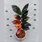 Rare Variegated Pink Raven ZZ Plant Cutting UNROOTED - Zamioculcas Zamiifolia Raven Variegata - Exotic Black & Pink Plant - US Seller