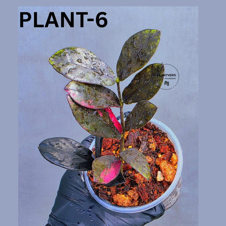 Rare Variegated Pink Raven ZZ Plant Cutting UNROOTED - Zamioculcas Zamiifolia Raven Variegata - Exotic Black & Pink Plant - US Seller