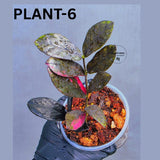 Rare Variegated Pink Raven ZZ Plant Cutting UNROOTED - Zamioculcas Zamiifolia Raven Variegata - Exotic Black & Pink Plant - US Seller