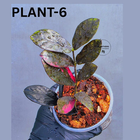 Rare Variegated Pink Raven ZZ Plant Cutting UNROOTED - Zamioculcas Zamiifolia Raven Variegata - Exotic Black & Pink Plant - US Seller