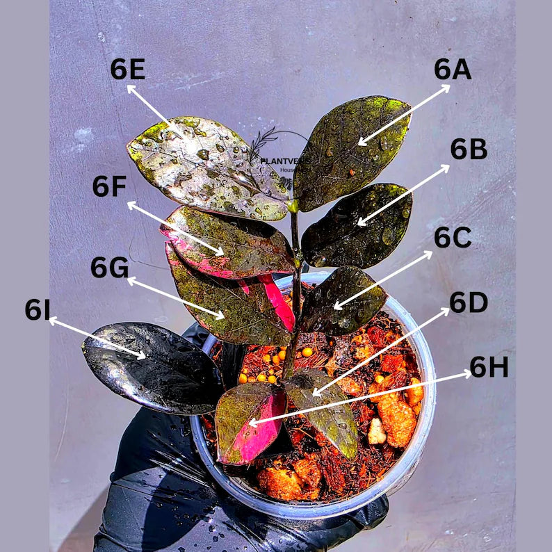 Rare Variegated Pink Raven ZZ Plant Cutting UNROOTED - Zamioculcas Zamiifolia Raven Variegata - Exotic Black & Pink Plant - US Seller