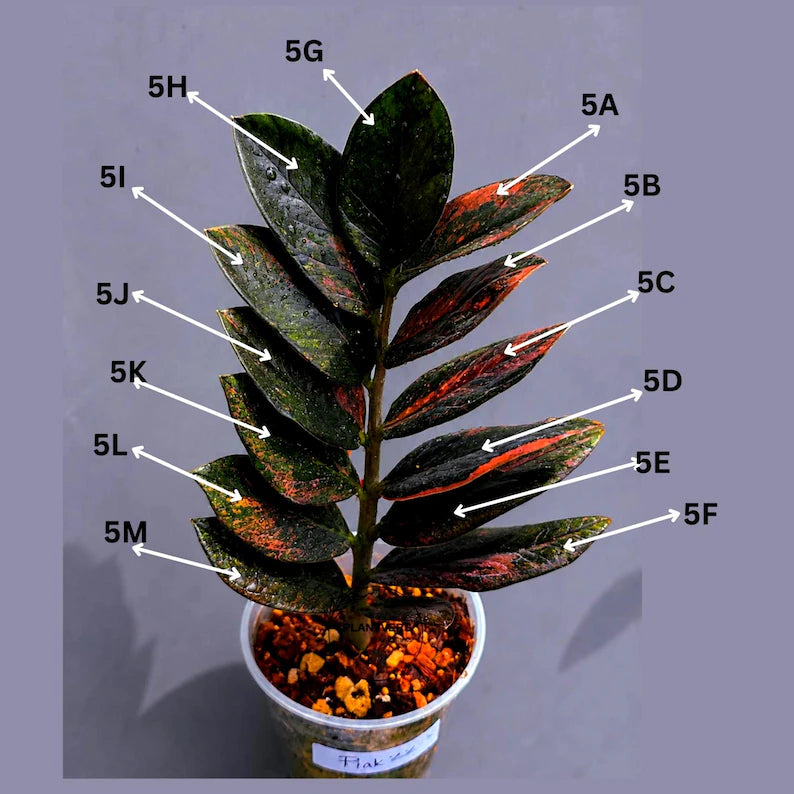 Rare Variegated Pink Raven ZZ Plant Cutting UNROOTED - Zamioculcas Zamiifolia Raven Variegata - Exotic Black & Pink Plant - US Seller