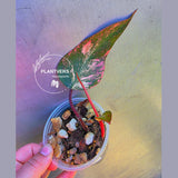 Variegated Philodendron Strawberry Shake - Live Exact Plant - (May-29-34)