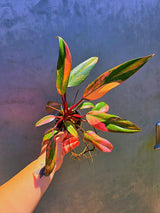 Variegated Philodendron Strawberry Shake - Live Exact Plant - (May-29-no pot)
