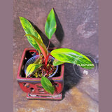 Variegated Philodendron Strawberry Shake - Live Exact Plant - US Seller (May-29-42)