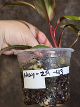 Variegated Philodendron Strawberry Shake - Live Exact Plant - US Seller (May-29-43)