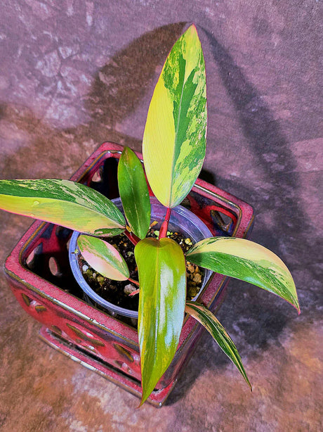 Variegated Philodendron Strawberry Shake - Live Exact Plant - US Seller (May-29-43)