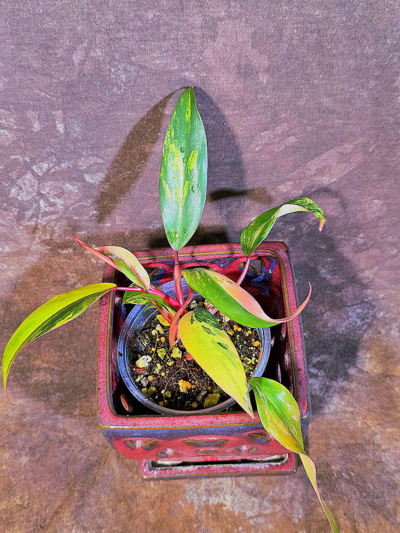 Variegated Philodendron Strawberry Shake - Live Exact Plant - (May-29-44)