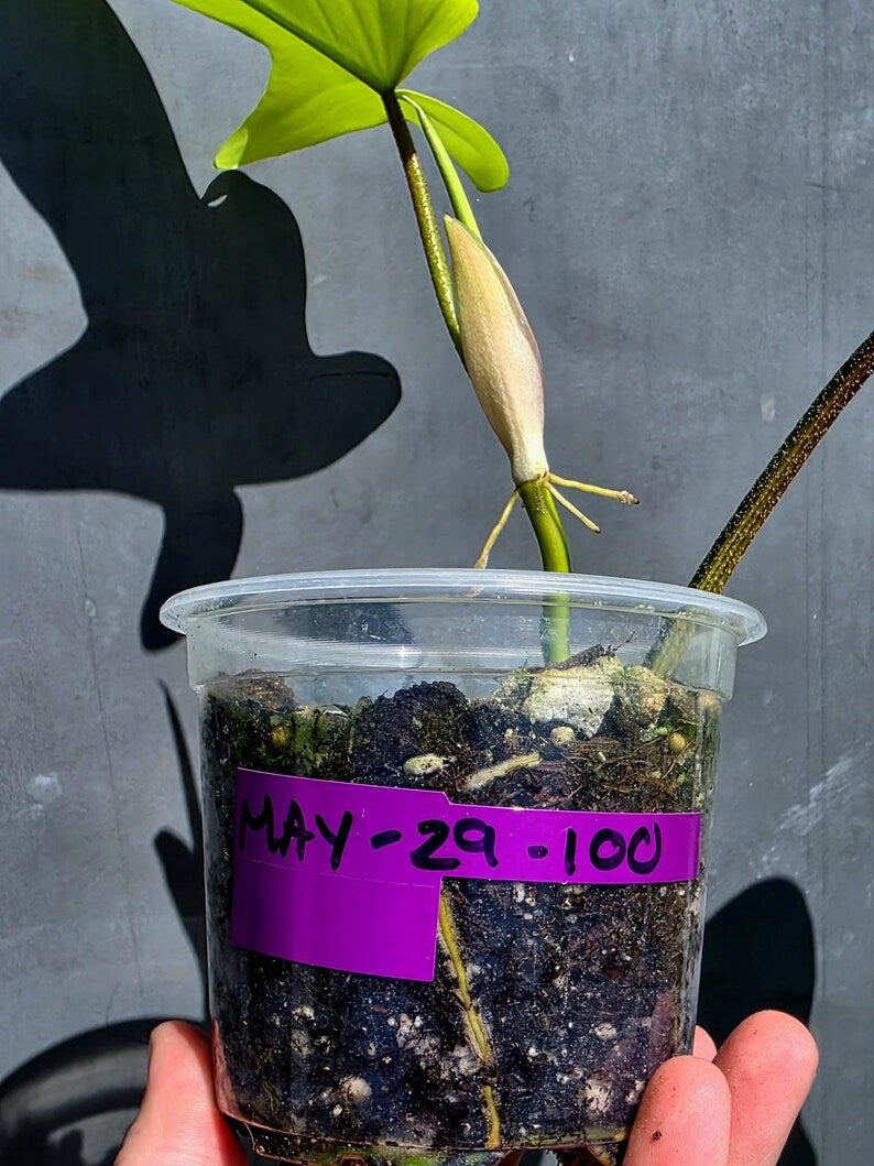 Variegated Philodendron Florida Beauty - Rare Collector Plant - Exact Plant - (May-29-100)