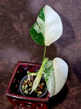 Variegated Monstera Albo Borsigiana - Baby Leaf Plant- Exact Plant (June-01-41)