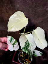 Variegated Monstera Albo Borsigiana - Baby Leaf Plant- Exact Plant (June-01-46)