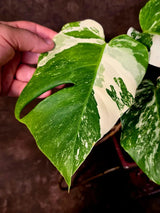 Variegated Monstera Albo Borsigiana - Mature Exact Plant (June-01-50)