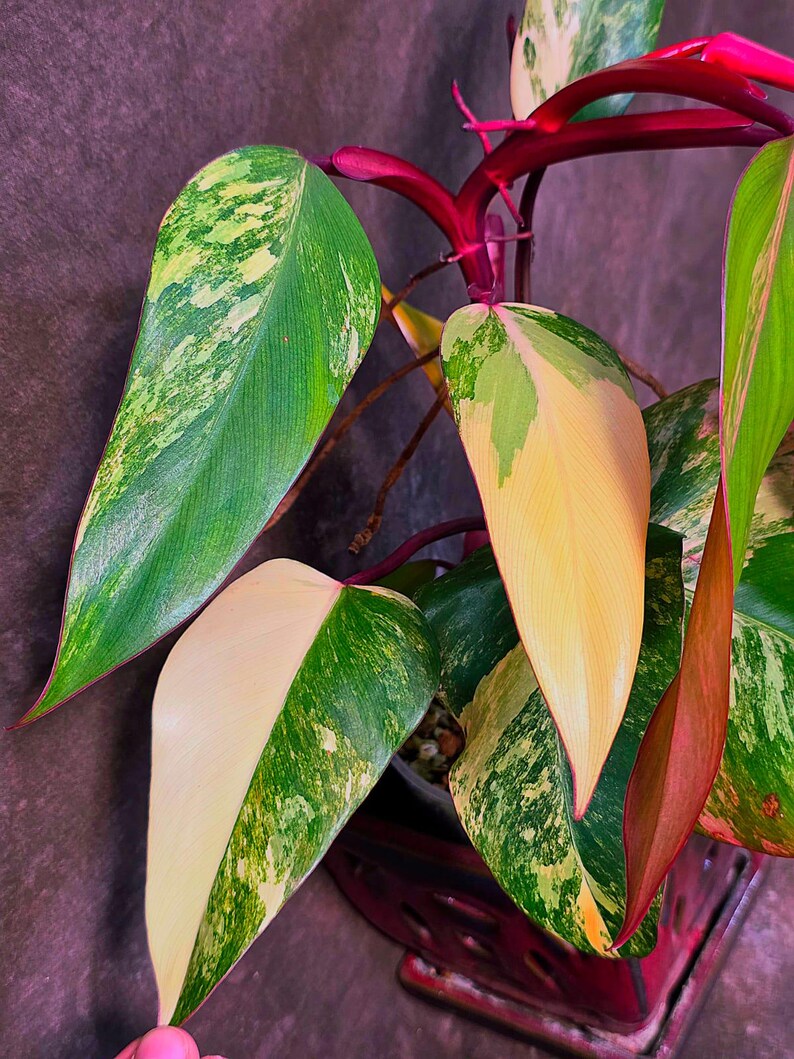 Variegated Philodendron Strawberry Shake - Exact Plant (June-01-49)