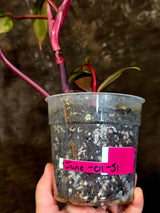 Variegated Philodendron Strawberry Shake - Exact Plant (June-01-51)