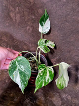 Variegated Monstera Albo Borsigiana - Rare Collector Exact Plant (June-01-52)