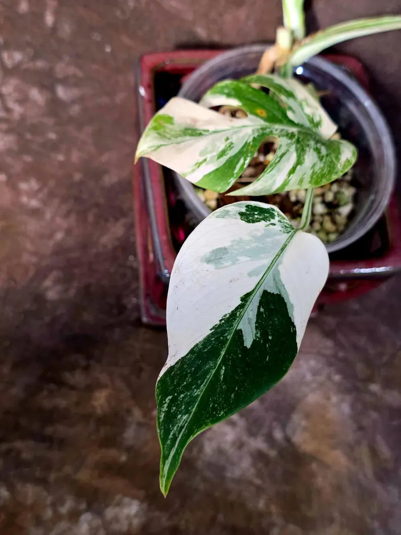 Variegated Monstera Albo Borsigiana - Rare Collector Exact Plant (June-01-52)