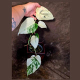 Variegated Monstera Albo Borsigiana - Baby Leaf Plant - Exact Plant (June-01-48)