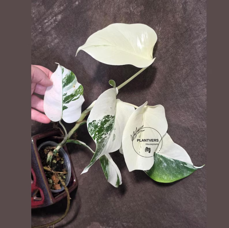 Variegated Monstera Albo Borsigiana - Baby Leaf Plant- Exact Plant (June-01-46)