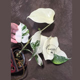 Variegated Monstera Albo Borsigiana - Baby Leaf Plant- Exact Plant (June-01-46)