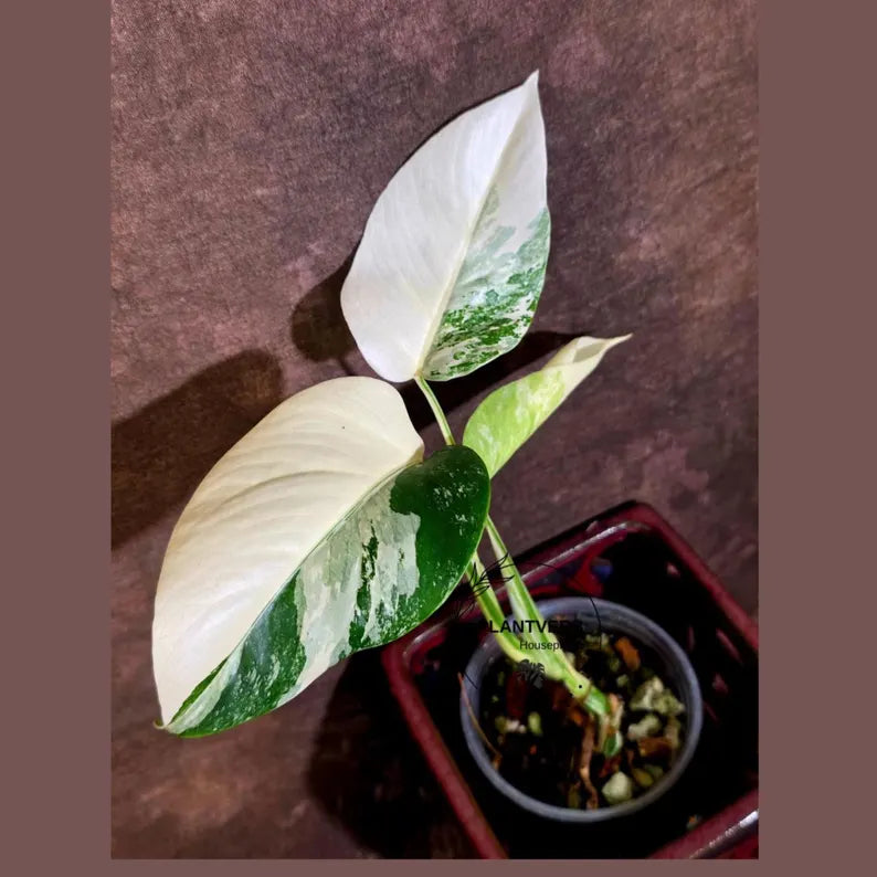 Variegated Monstera Albo Borsigiana - Baby Leaf Plant- Exact Plant (June-01-41)