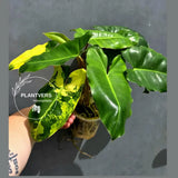 Variegated Burle Marx Philodendron - Rare Aroid - US Seller (May-21-5)