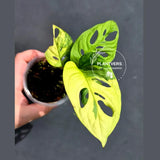 Variegated White Monstera Adansonii Albo - Exact Plant - US Seller (May-21-18)