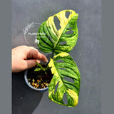 Variegated Monstera Adansonii Albo - Swiss Cheese Plant - US Seller (May-21-19)