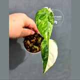 RARE Variegated Epipremnum Pinnatum Albo - Exact SAME Plant - US Seller (May-21-63)