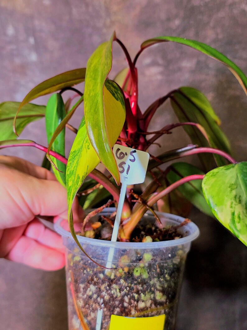 Variegated Philodendron Strawberry Shake Live Plant - EXACT Plant - US Seller (6-5-51)