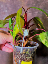 Variegated Philodendron Strawberry Shake Live Plant - EXACT Plant - US Seller (6-5-51)
